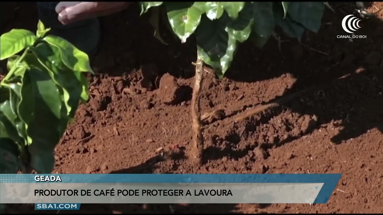 Produtor de café protege lavoura de geada