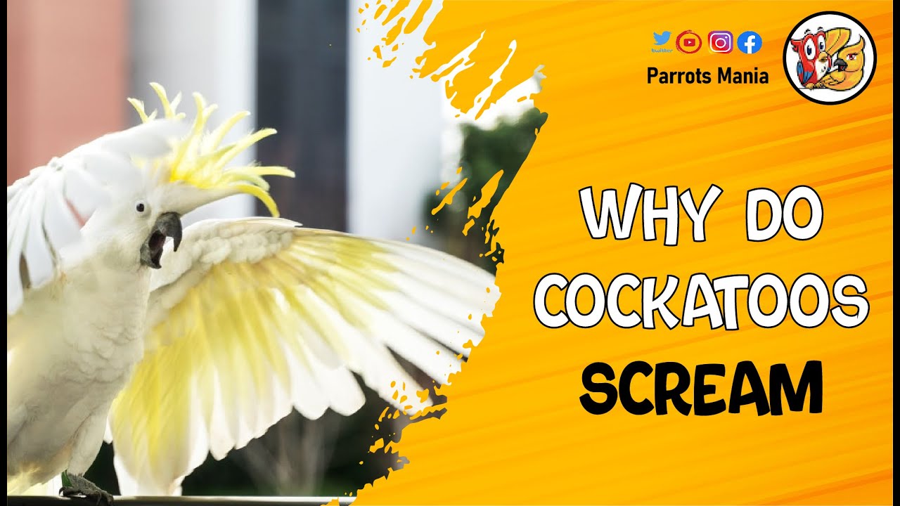 Why Do Cockatoos Scream So Much? | Does It Mean Your Cockatoo Needs Help?