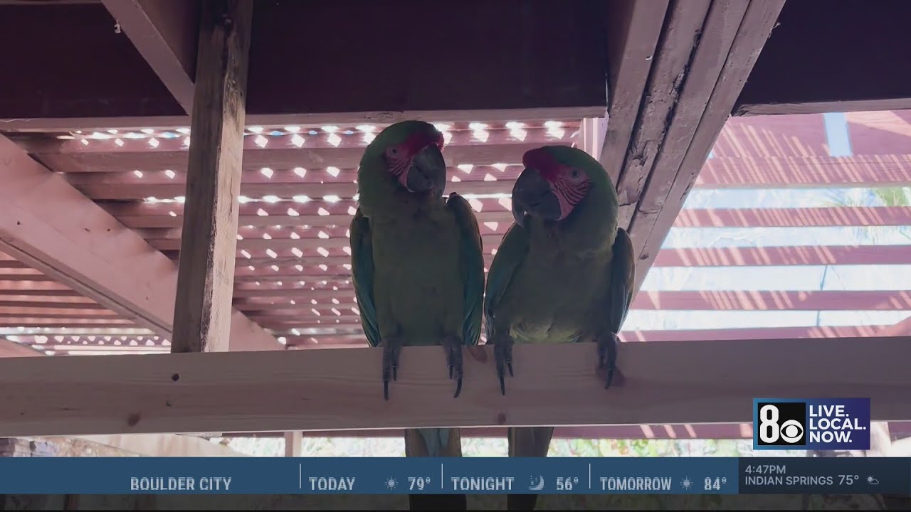 Famous new neighbor's early birds draw ire of Las Vegas homeowner