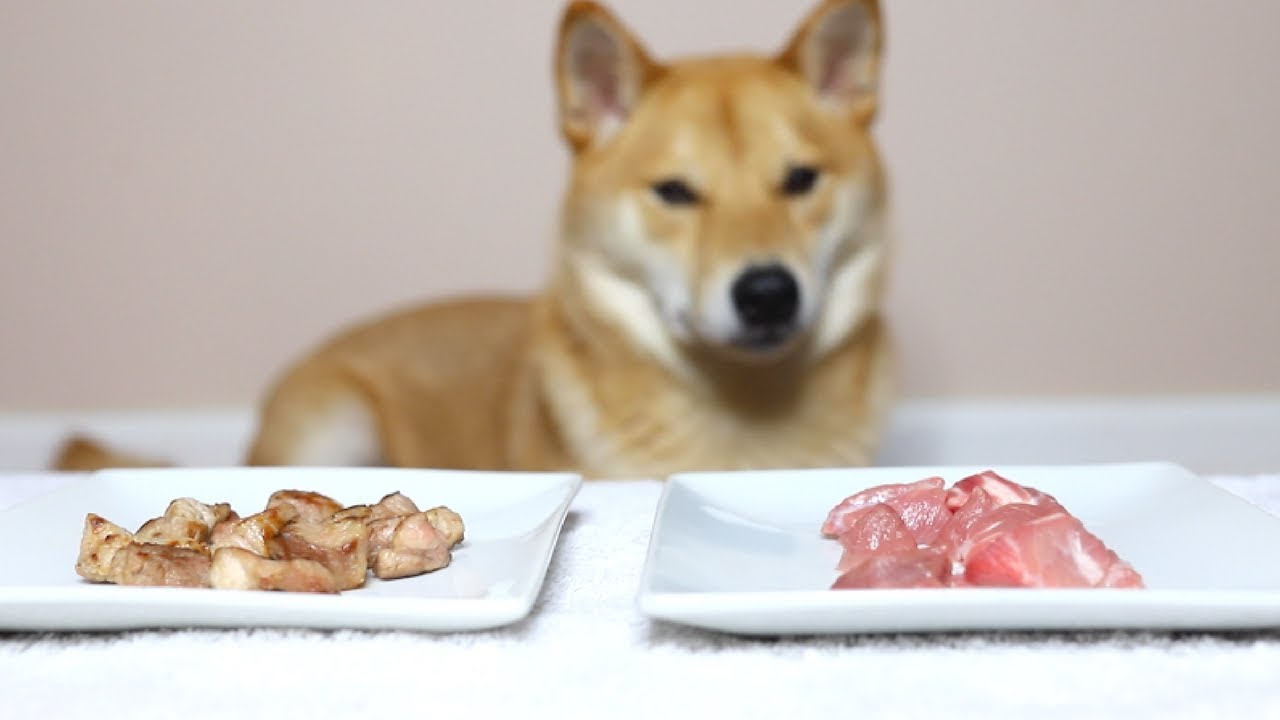 Do Dogs like Cooked or Raw Meat?