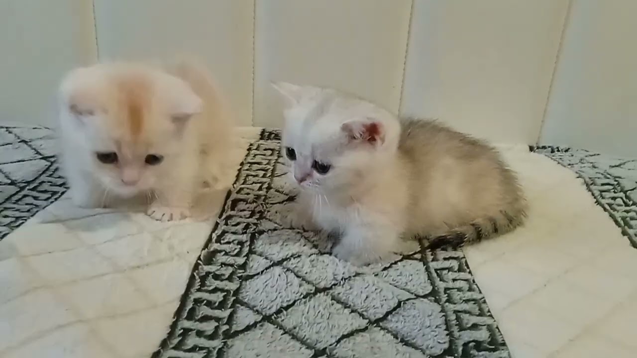 #cats #catsofinstagram #cat #of #catstagram #instagram #catlover #catlife