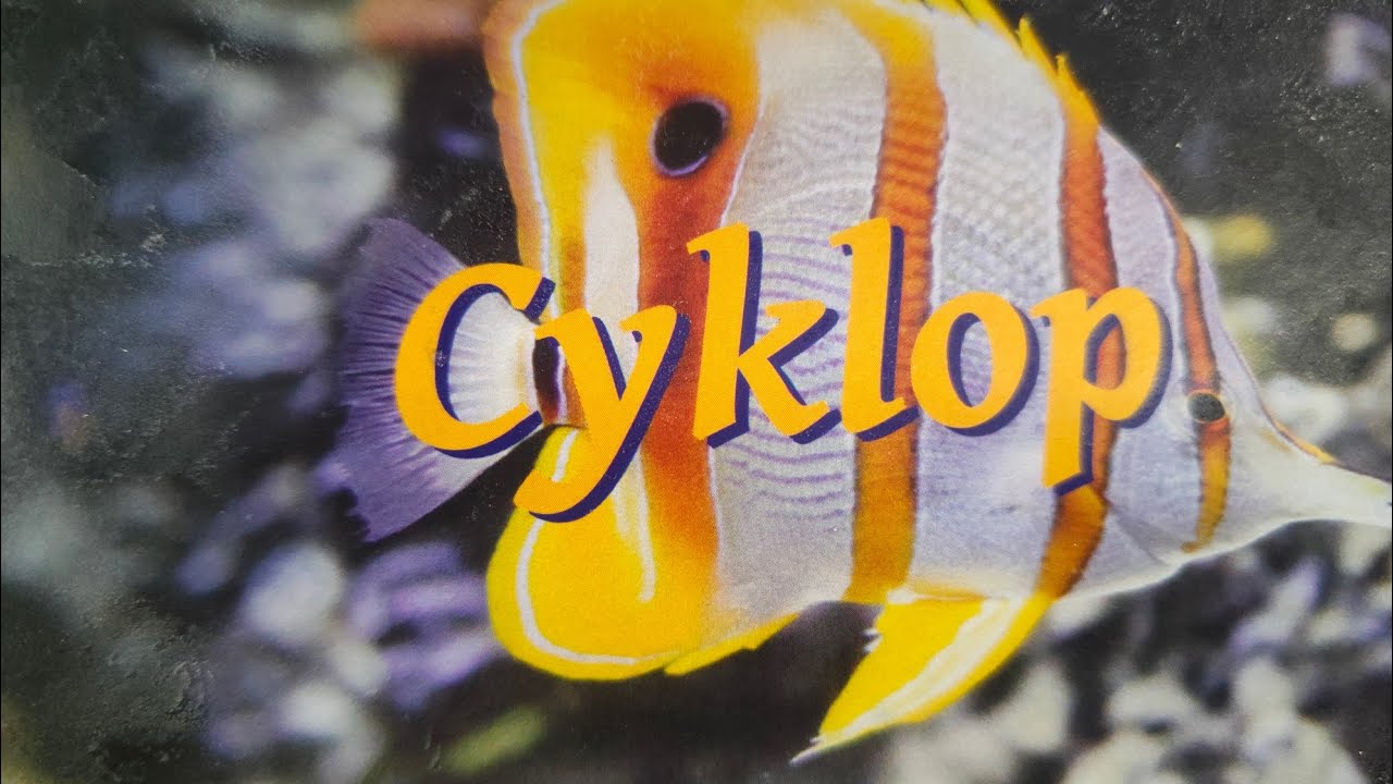 Cyklop cyli oczlik w żywieniu ryb. 