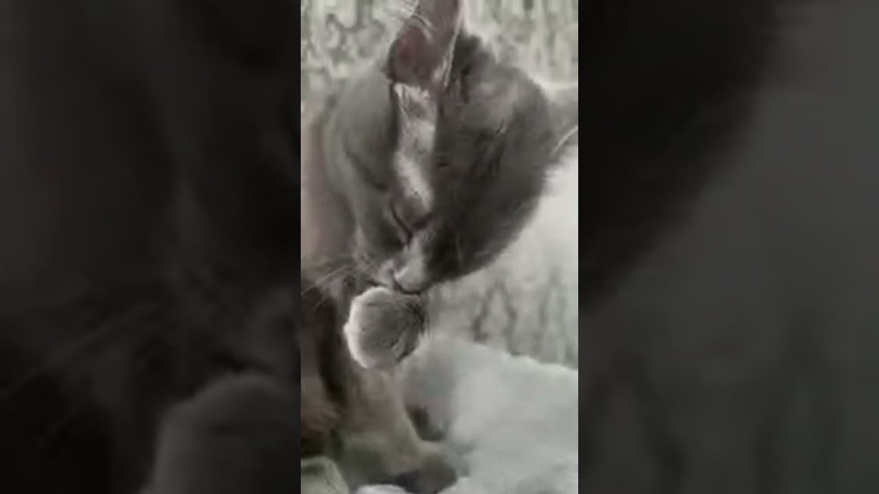 Сеанс чистоти