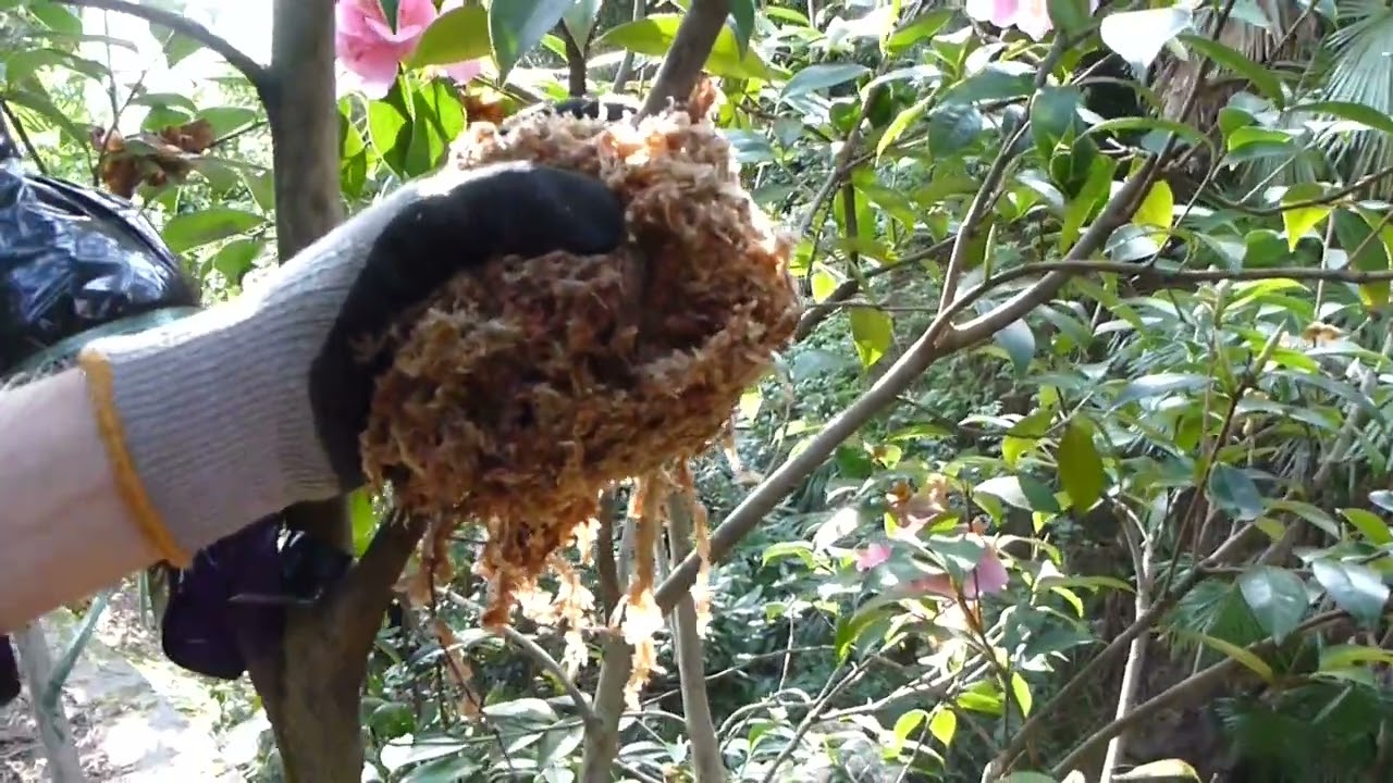 Realizzazione di una margotta su camelia