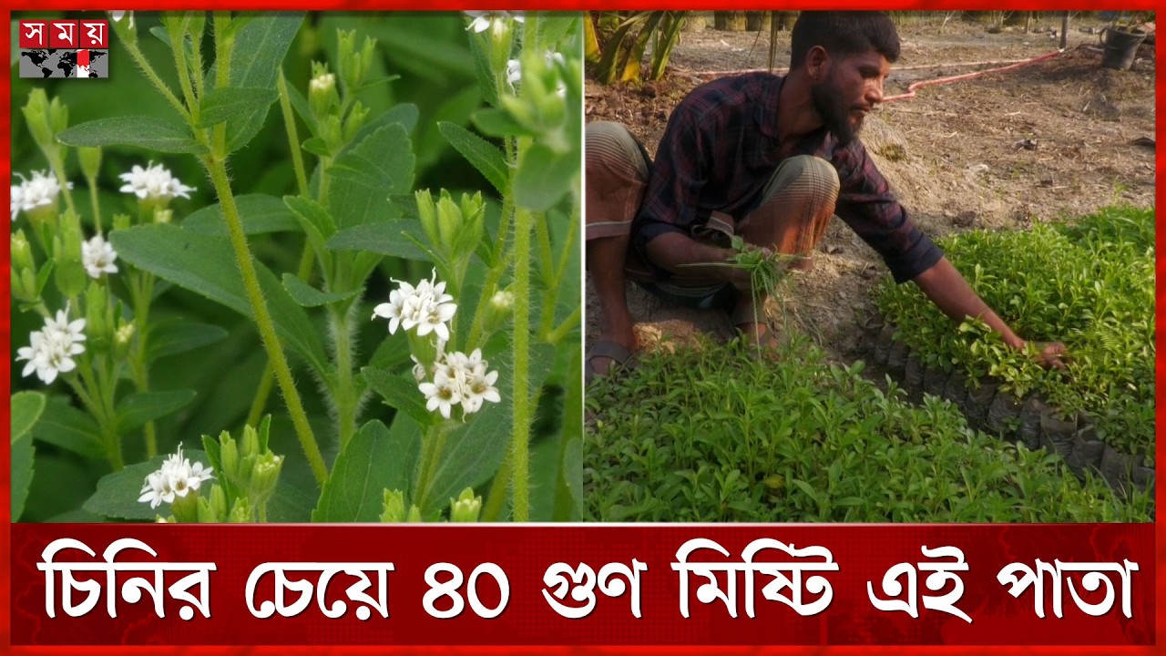 দেখতে তুলসি গাছ, তা থেকেই তৈরি হচ্ছে চিনি! | Lalmonirhat | Somoy TV