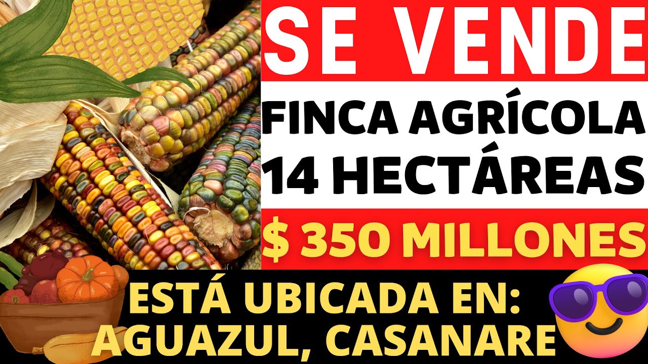 SE VENDE HERMOSA FINCA PRODUCTIVA EN AGUAZUL 14 HECTÁREAS