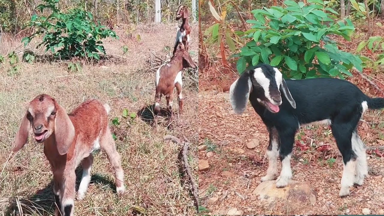 The Sounds Call Mom ,Babies GOATS in Forests