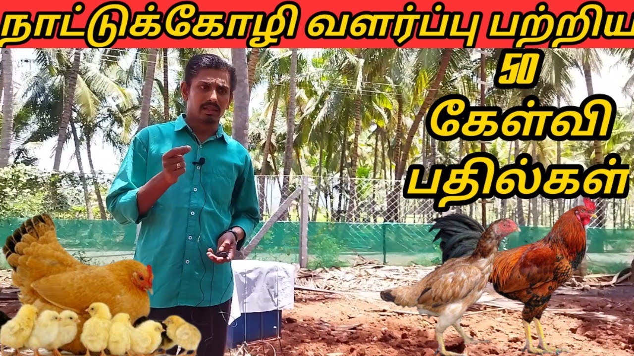 nattu koli valarpu tamil|நாட்டுகோழி வளர்ப்பு முறை|nattukozli