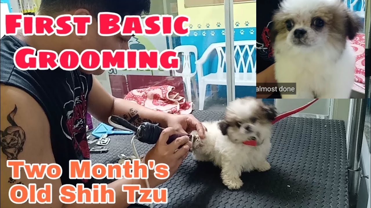 First Basic Grooming Two month's Old Shih Tzu Puppy | Samson