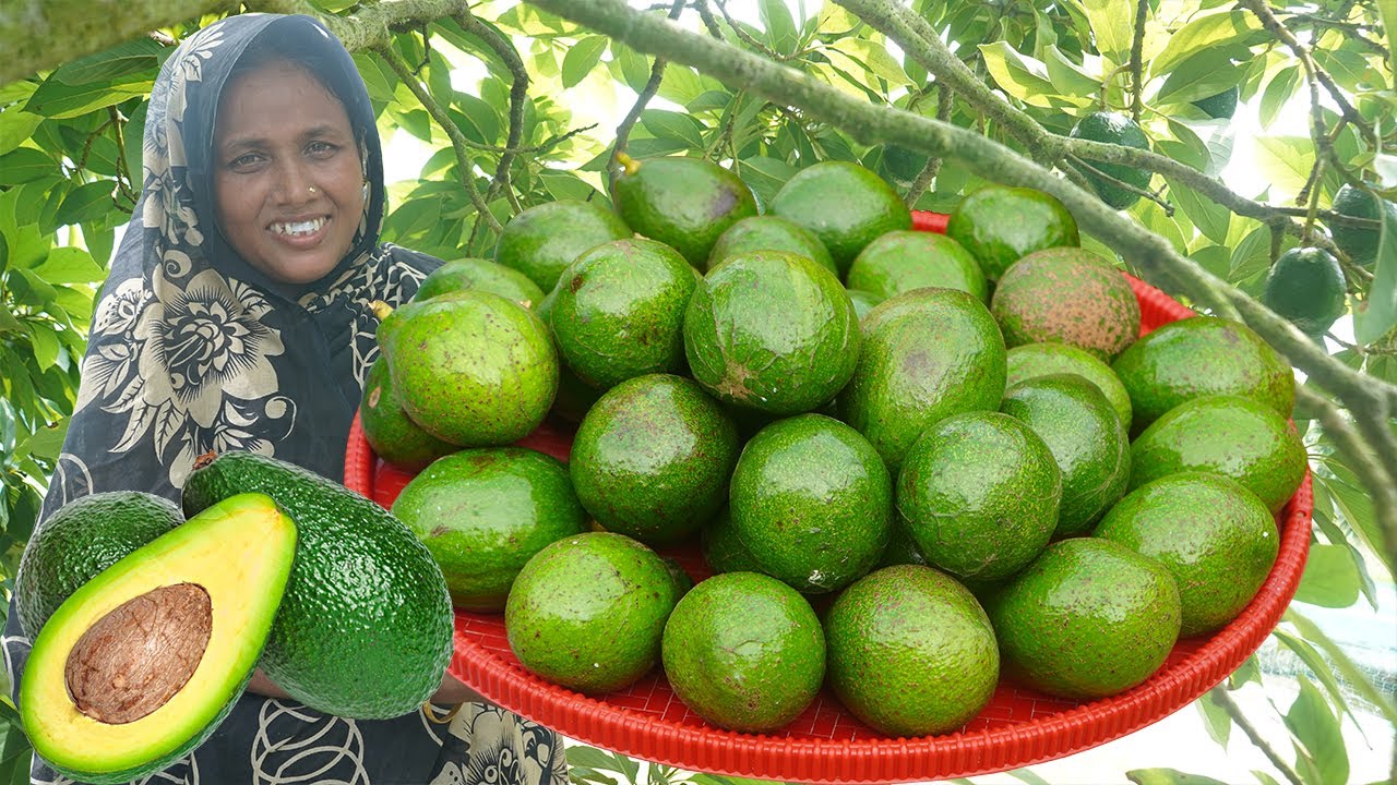 Rare Fruit In BD - World's Most Expensive Avocado - Best Amazing Avocados Harvest With Cooking