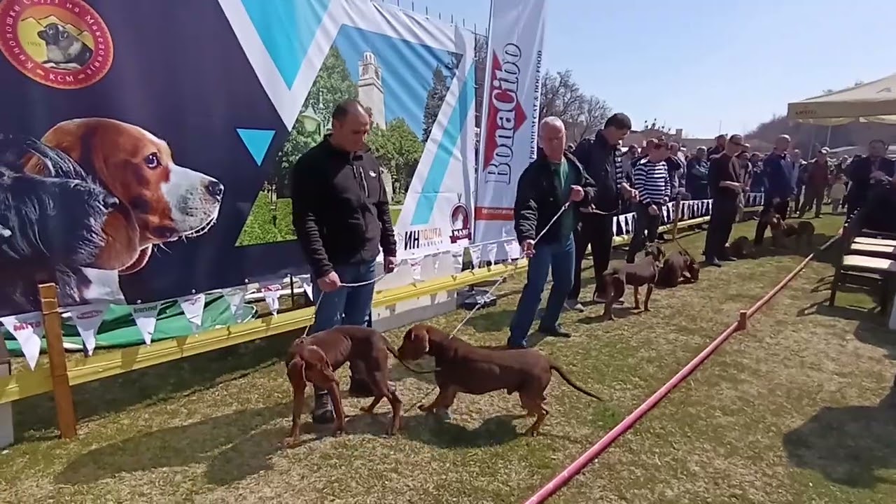 2xCACIB  26 &27 .03 . 2022 PELISTER WINNER - BITOLA - MK ( makedonski carski zagar )