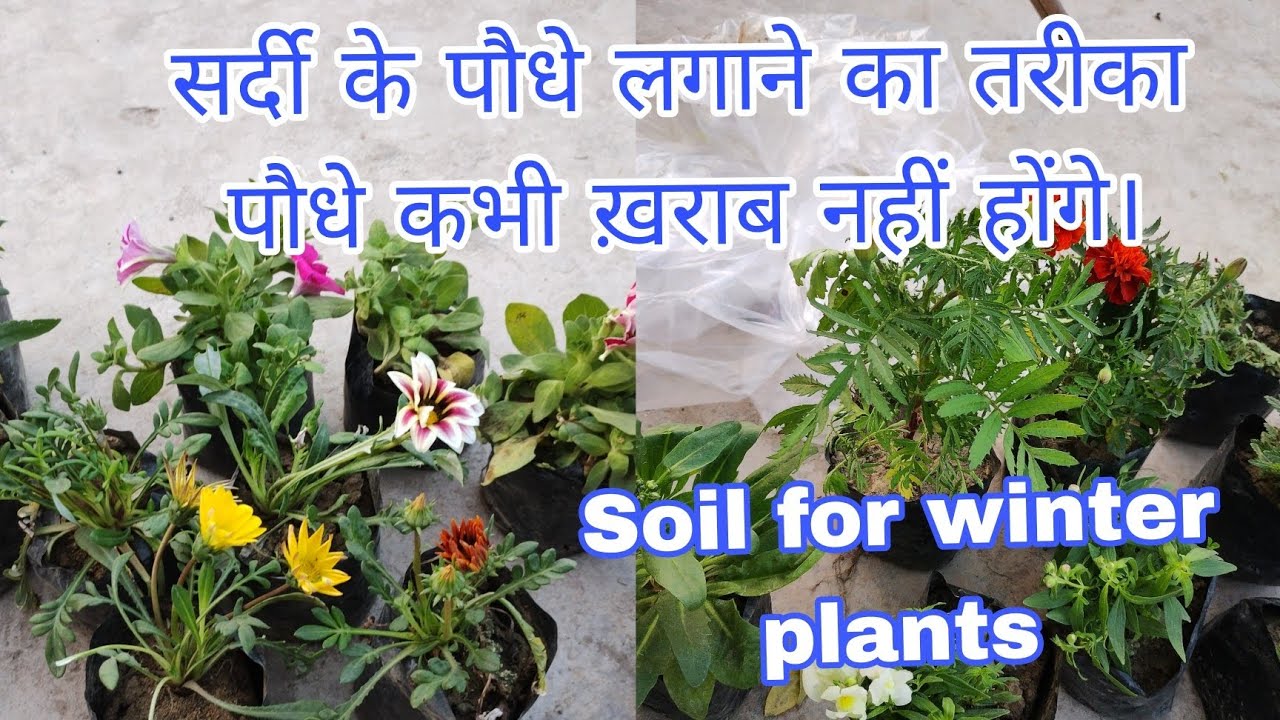 अगर ऐसे करेंगे रिपोर्टिंग तो पौधे कभी ख़राब नहीं होंगे/Powerful soil for winter plants/#recharge .