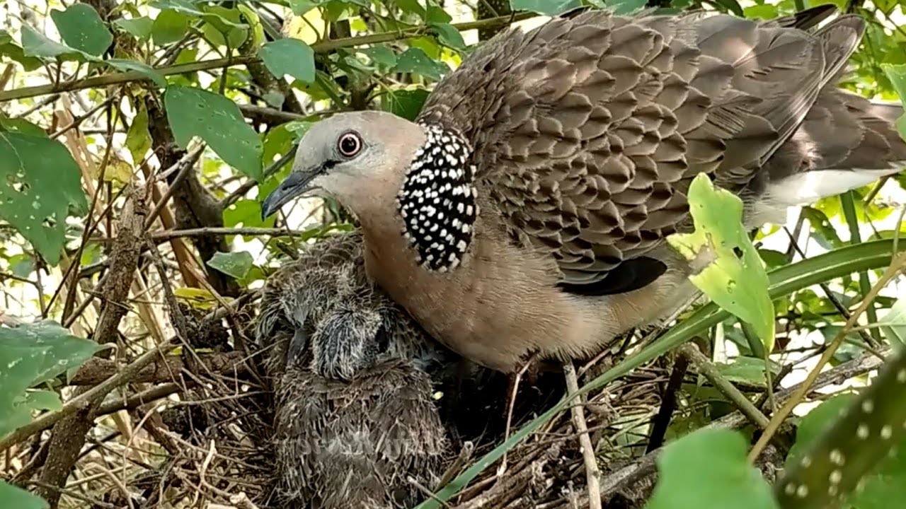 Adorable Moment: Parent Bird Feeds Chicks | Border Birds