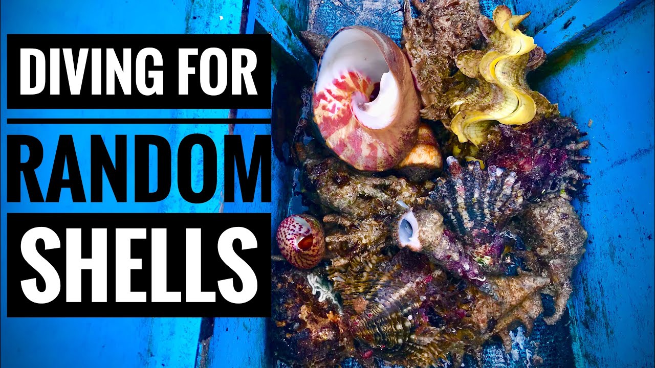 DIVING FOR RANDOM SHELLS CATCH AND EAT RAW | BOHOL PHILIPPINES