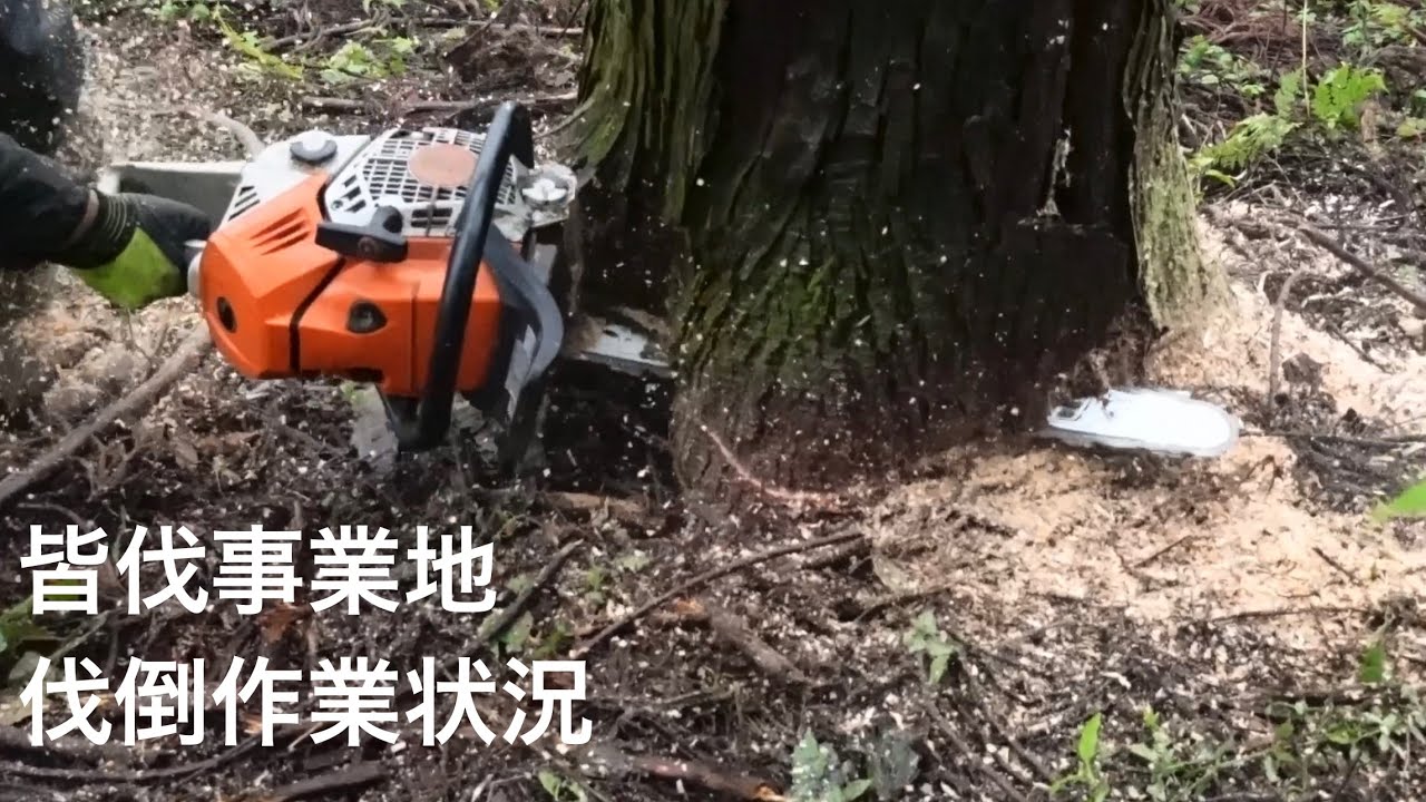 伐倒作業
