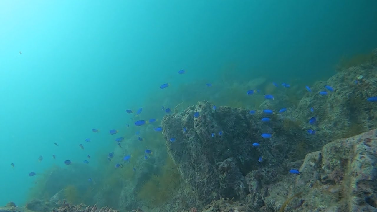 【魚突き】濁り海