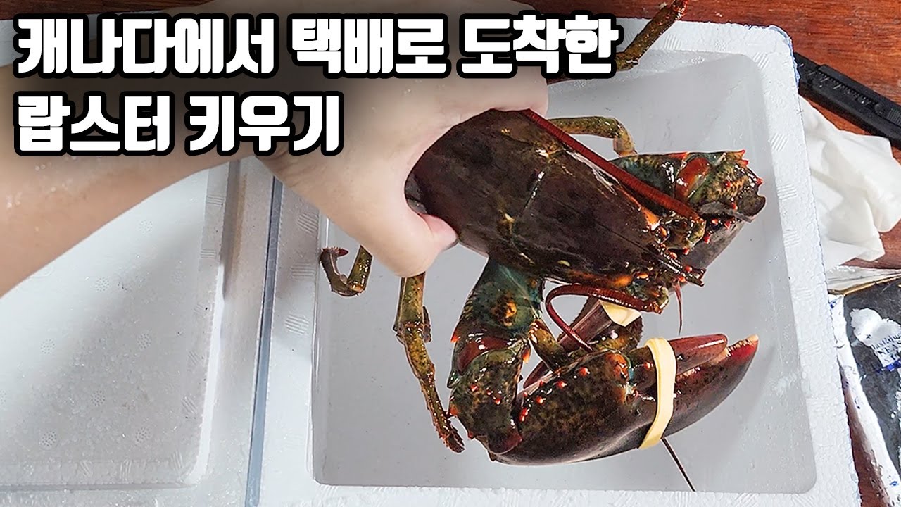 택배로 주문한 랍스터 키우기에 도전합니다!