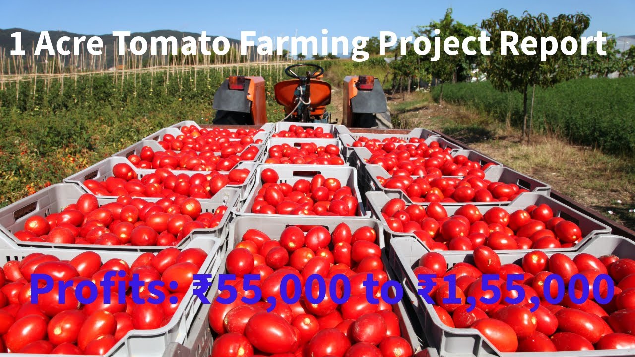 1-Acre Tomato Farming Project Report  | Costs & Profits  | Agri Farming
