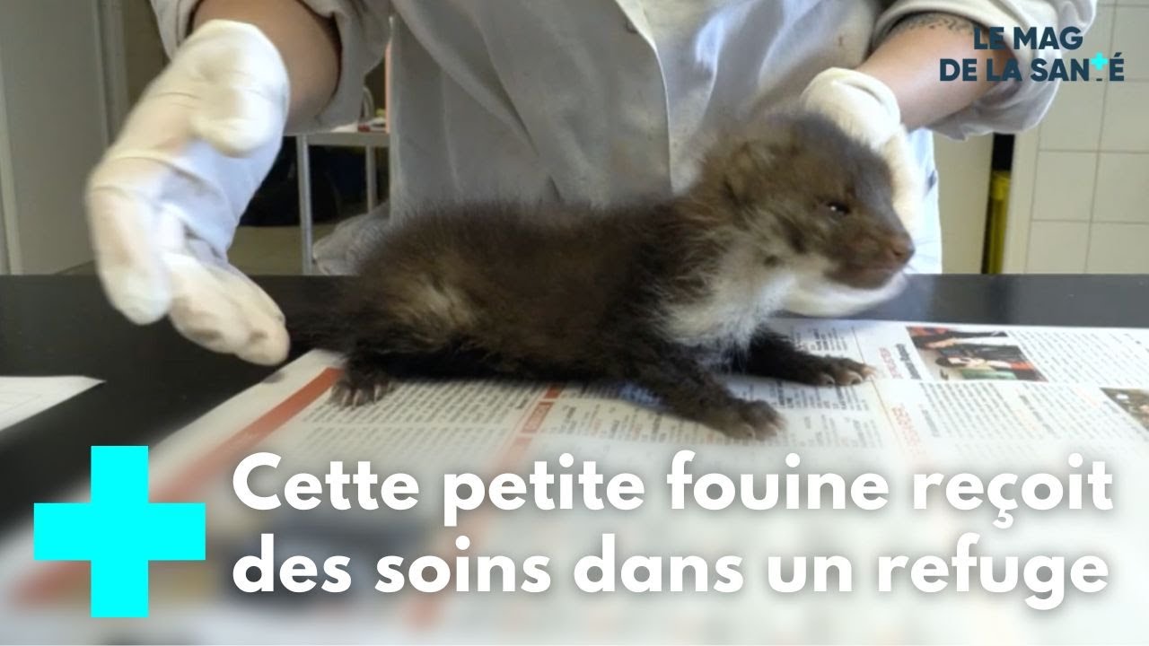 Un refuge pour des animaux en souffrance 1/5 - Le Magazine de la Santé