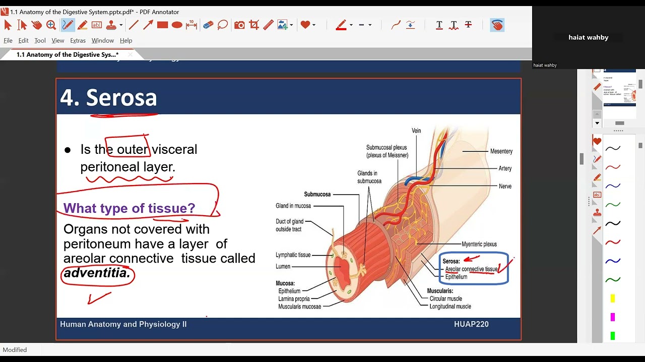 anatomy 1.1 digestive elmane3