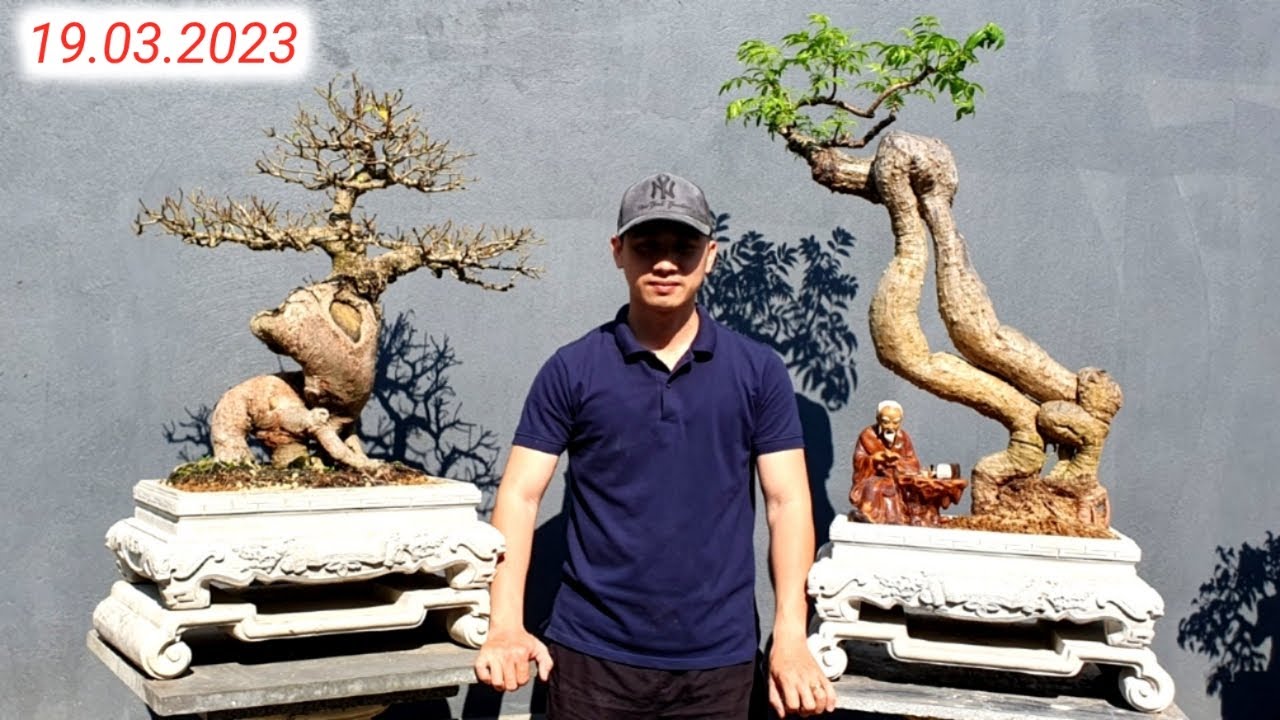 BonSai Cây Cảnh Đẹp Vườn Em Thương Quy Nhơn Giao Lưu (Lh 0976041409)