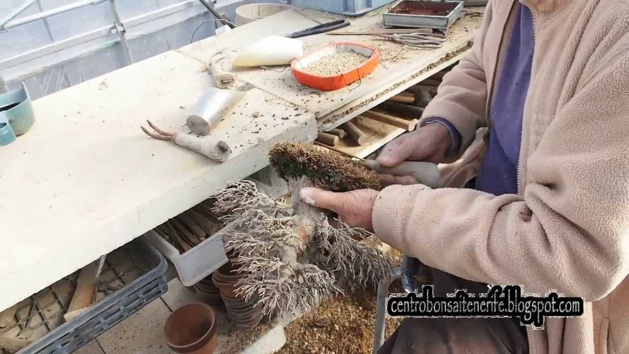 Shohin kaede Repotting, Taisho-en Bonsai Garden 2014 By Jose Acuña, Centro Bonsai Tenerife