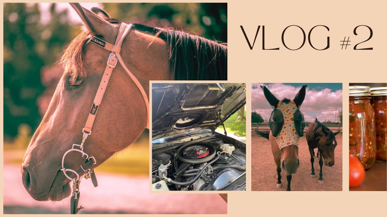 Canning, El Camino, Senior Horses + Tough Ride on a 4 YR old Colt | Summer Vlog 2