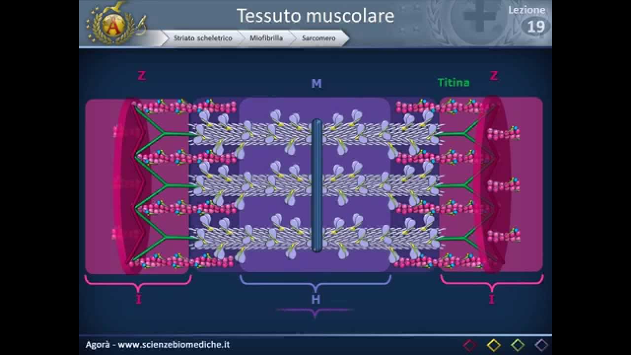 Istologia 19 - Muscolare (parte 1)