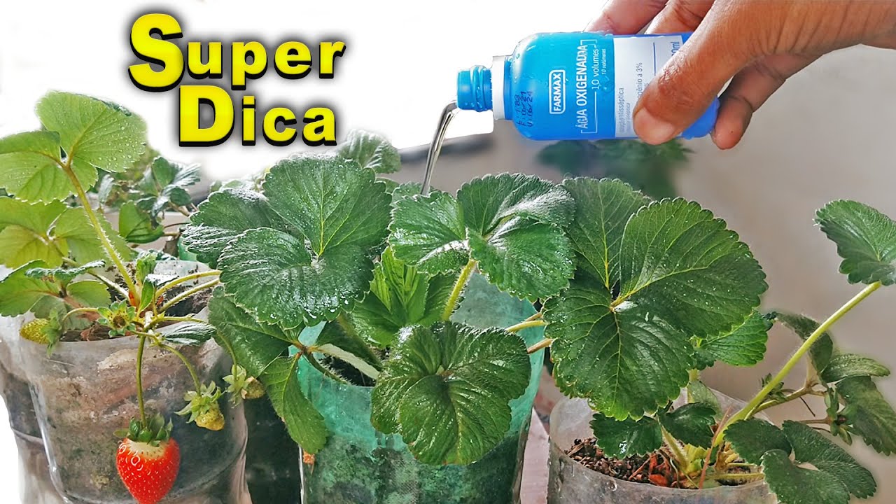 Coloque isso nos seus morangos hoje 🍓 INCRÍVEL