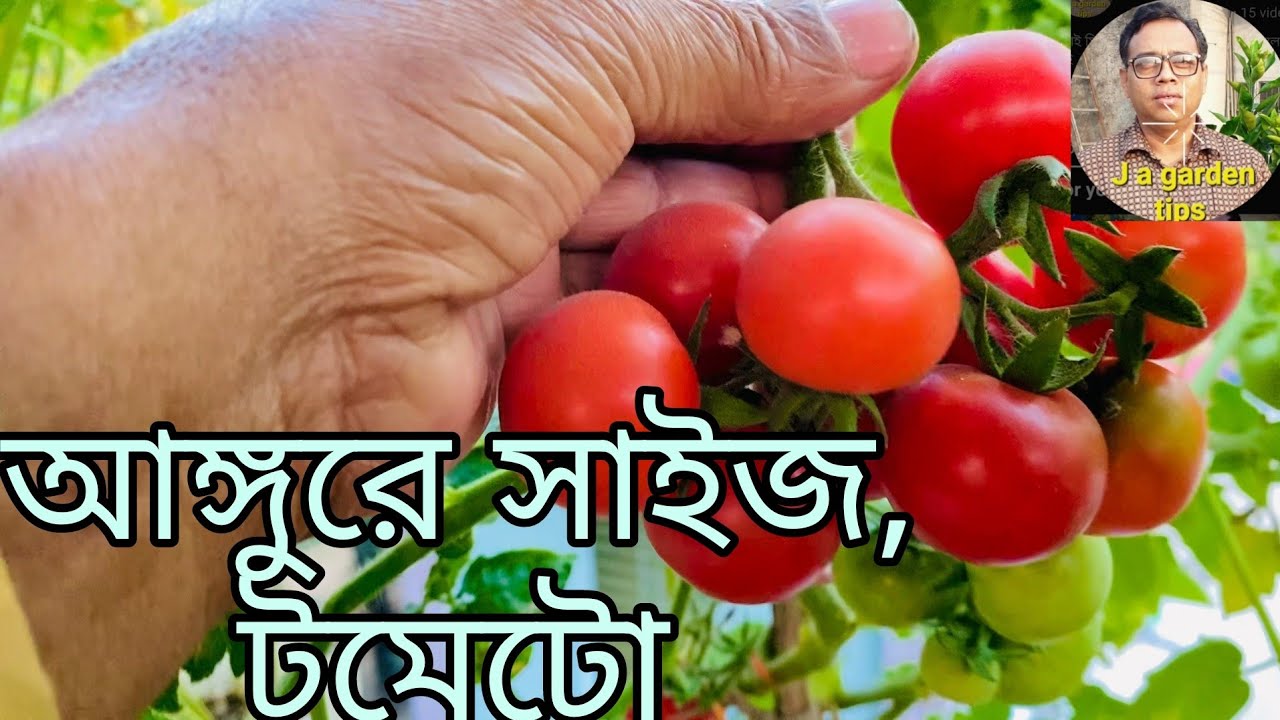 আঙ্গুরে সাইজ টমেটো  🍅