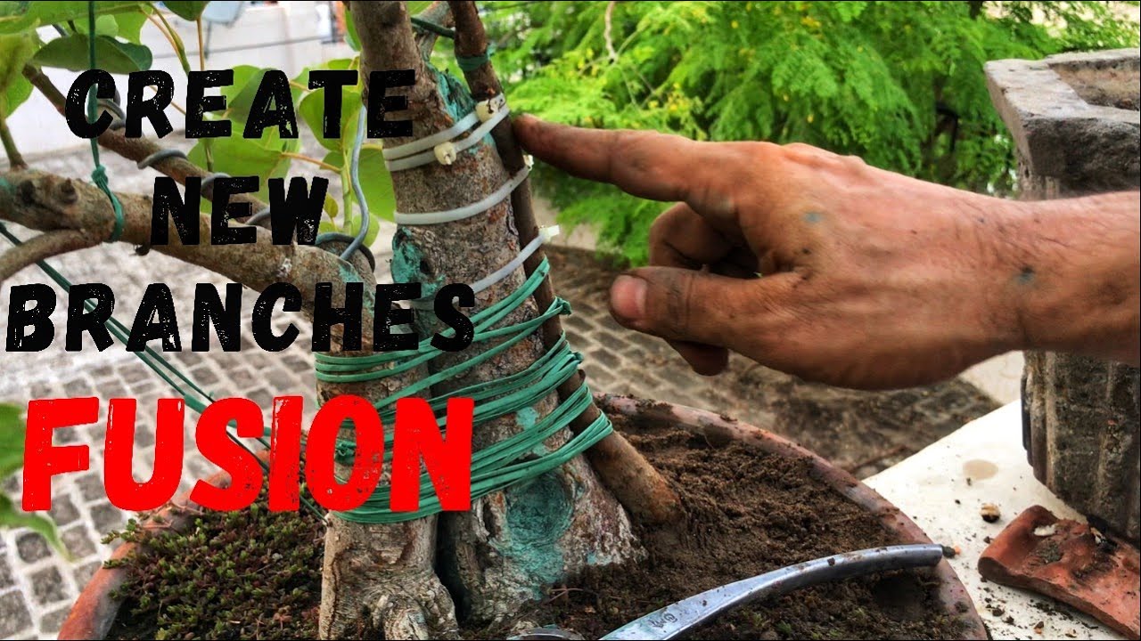 Creating  New Branches Using Fusion Technique In Bonsai