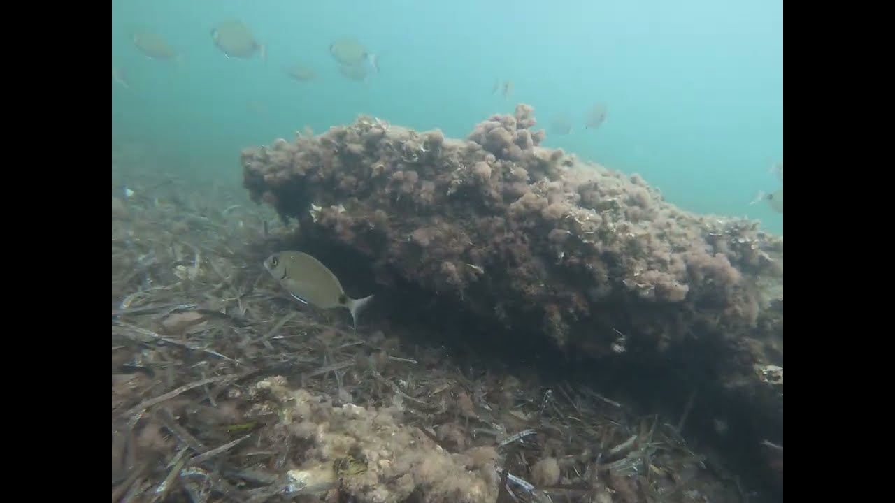 Snorkeling Plage des Ondes Part 1
