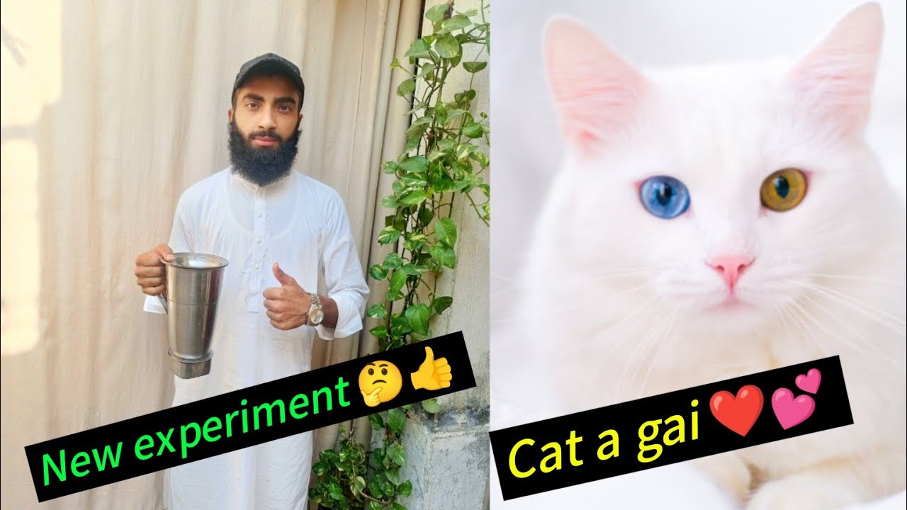 AJ apnay hairs kay sat aik new experiment kia🤔. Ghar par aik beautiful 😍 se cat a gi /Ubaid hafeez.