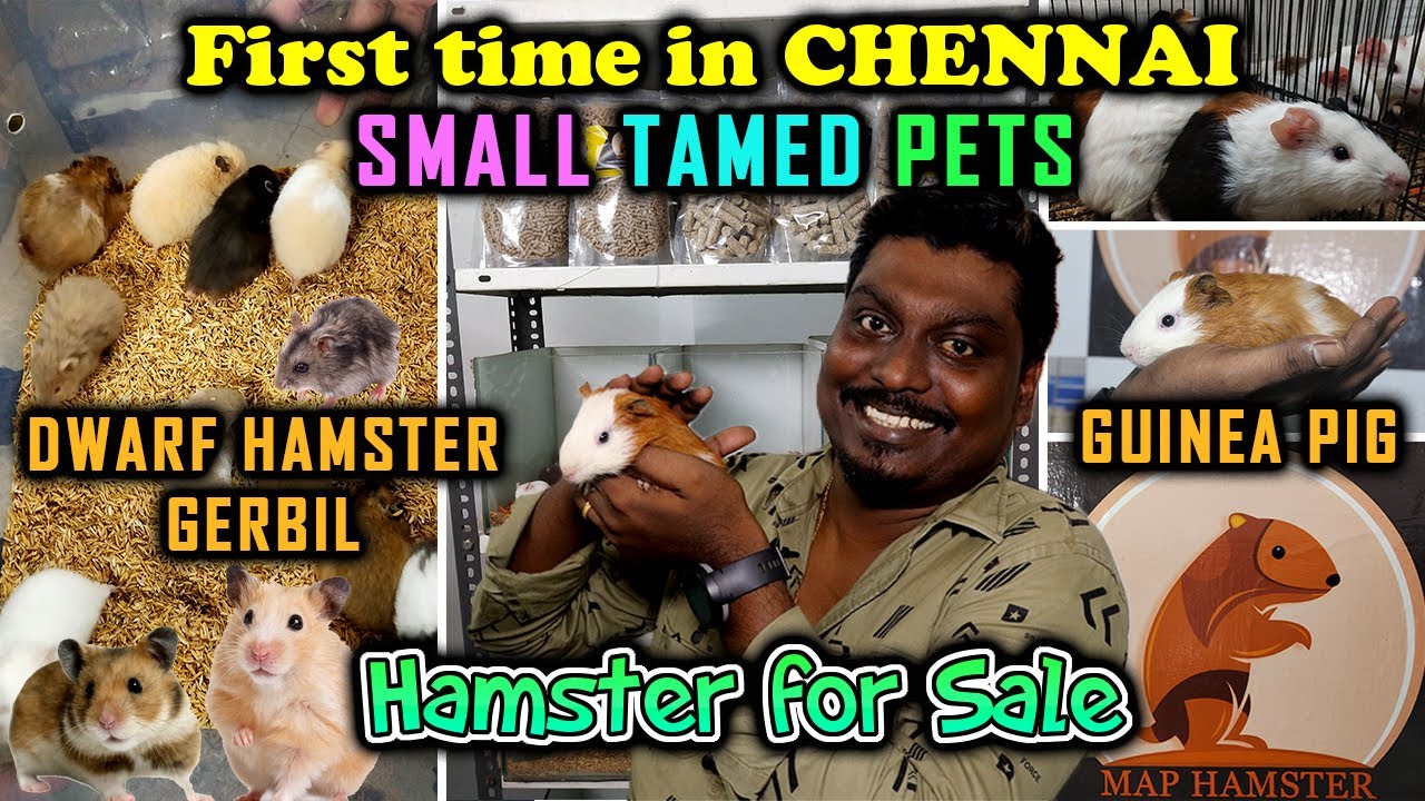 Tamed Pets | Pet Shop Tour | Exotic Pets Chennai | Pets | Chennai | Map Hamster | Video Shop