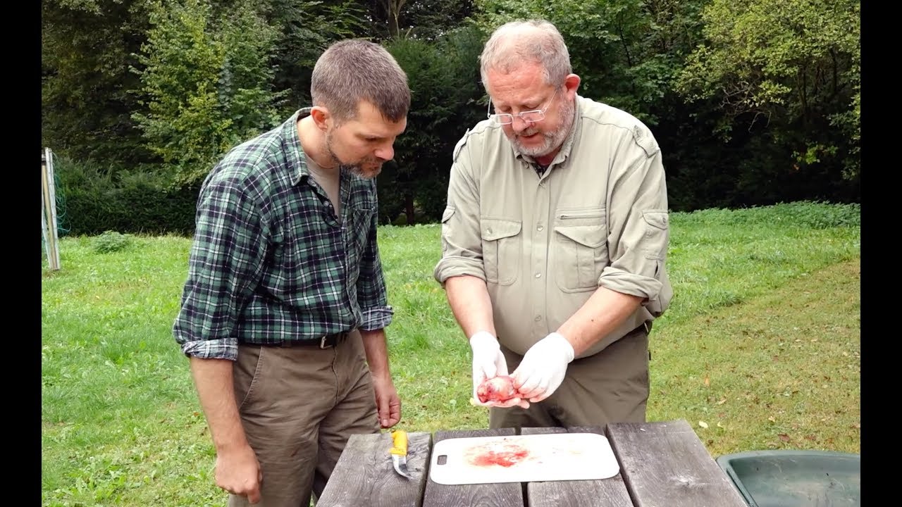 Wildbrethygiene: Bedenkliche Merkmale beim Rehwild