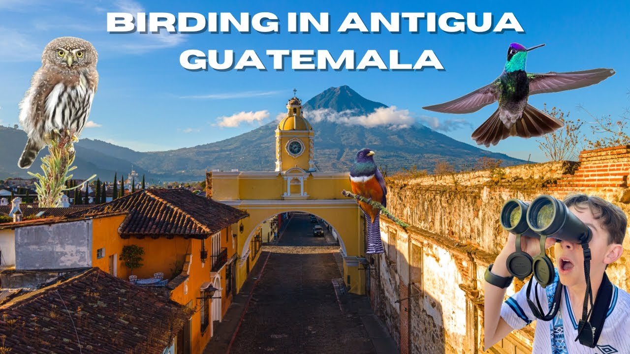Amazing Birding in Antigua and Finca El Pilar, Guatemala