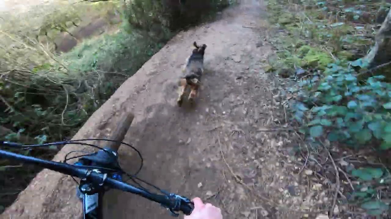 Mountain Biking Leckhampton Hill With My Dog | Raw GoPro POV