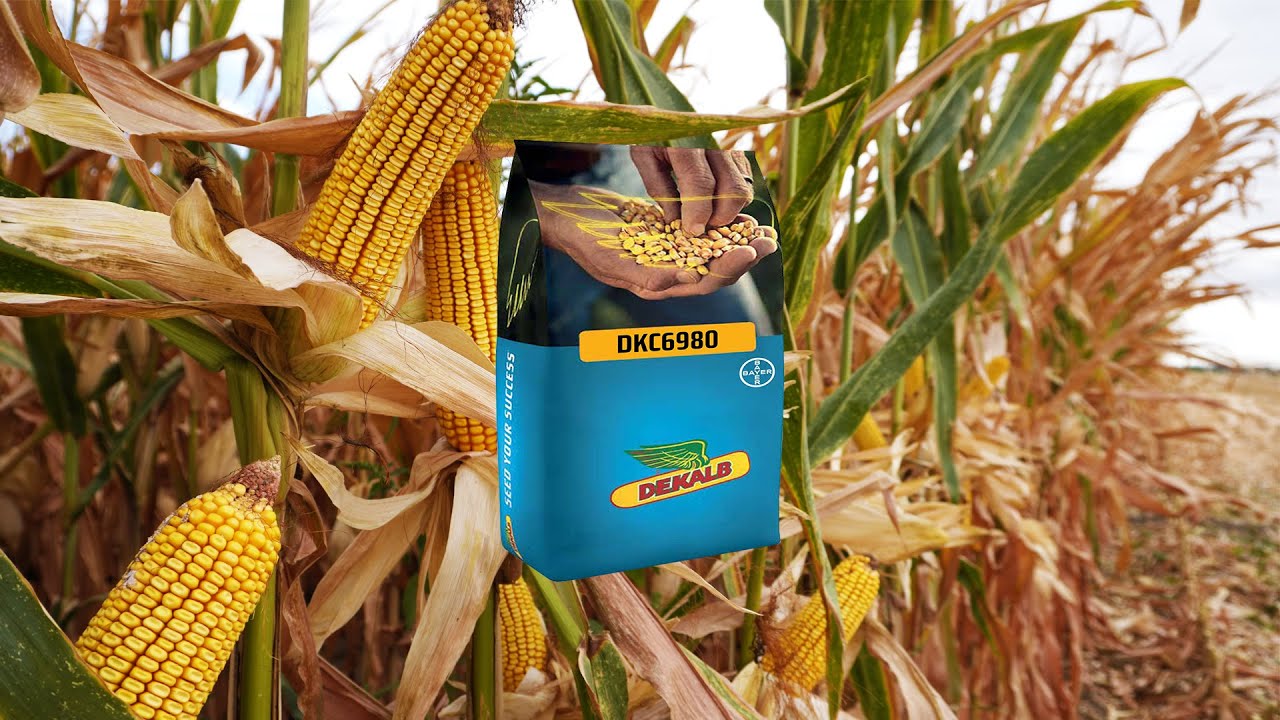 DEKALB  DKC 6980 AZERBAYCAN 2023[4K][Beyləqan][Qargıdalı][Hasat]