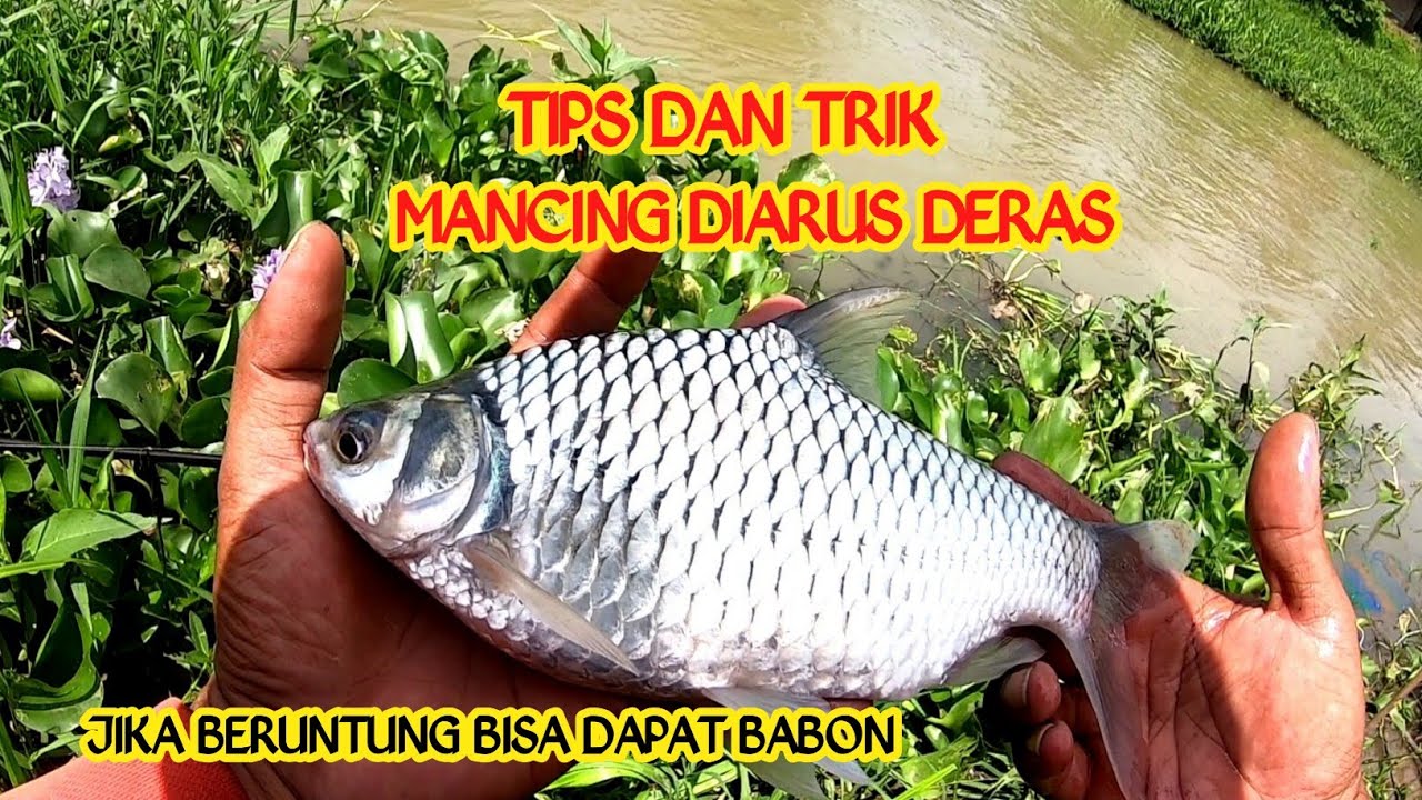 TIPS DAN TRIK MANCING IKAN TAWES‼️ AGAR TERHINDAR DARI BONCOS‼️