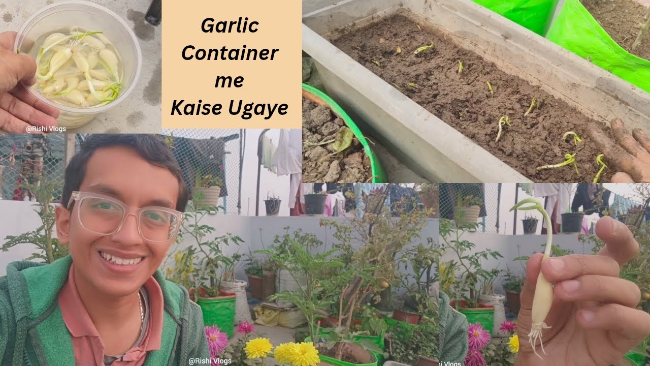 Grow Garlic in Pots | Easy Container Gardening for Beginners 🪴🧄