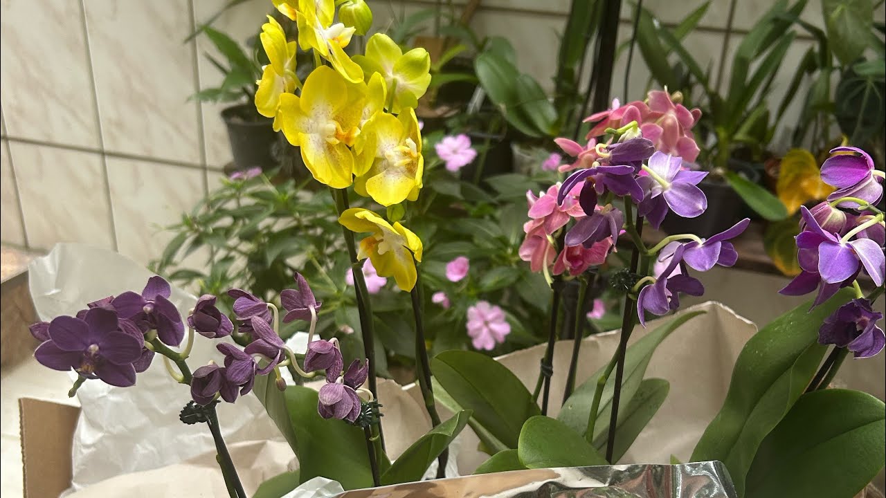 Orquídea Phalaenopsi Aurora Duas versões 