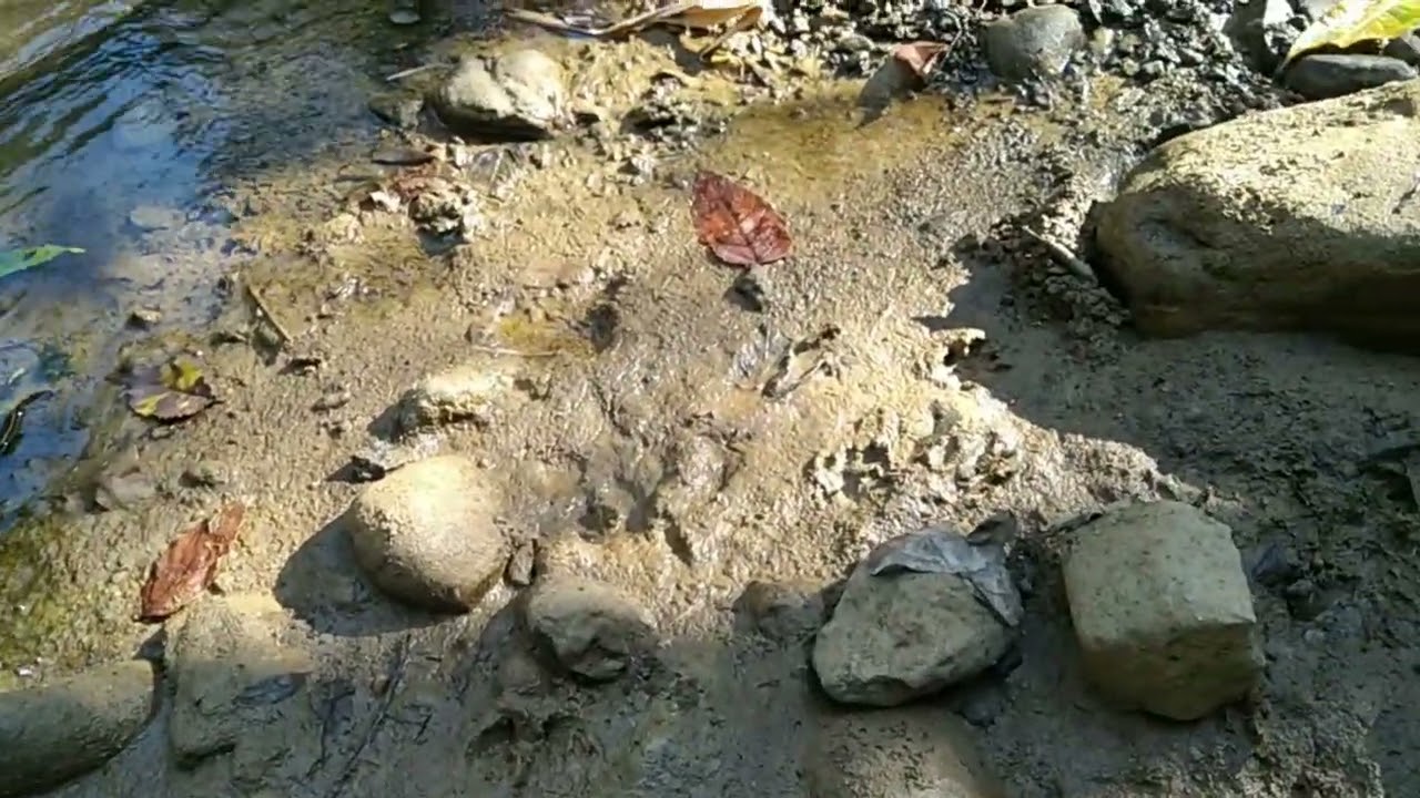 Searching giant fresh water #Snail#animals#