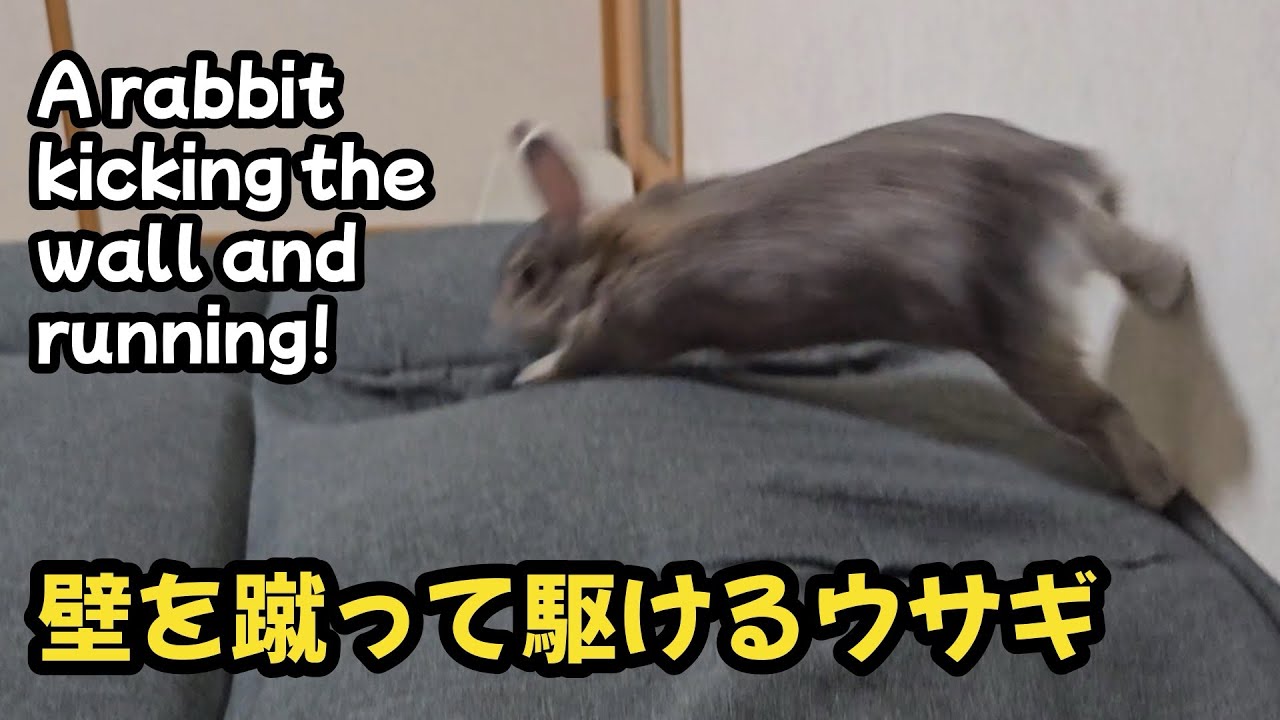 壁を蹴って走るウサギ！【1001】365日うさぎ/うさ父どうが