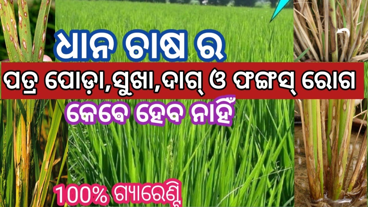 ଧାନ ଚାଷ ର ଫଙ୍ଗସ୍ ଜନିତ ରୋଗ କେଵେ ହେବନାହିଁ //ପତ୍ର ପୋଡ଼ା ରୋଗ//ପତ୍ର ଦାଗ // ପତ୍ର ଲାଲ୍ ରୋଗ