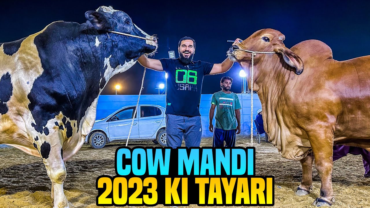 Cow Mandi 2023 ki tayarian 😍🐂 full heavy janwar agae 😳