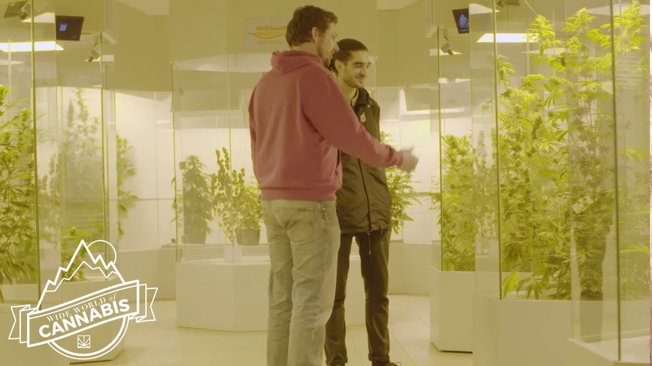 This Austrian Legal Loophole Is Getting Everyone Lit | WIDE WORLD OF CANNABIS