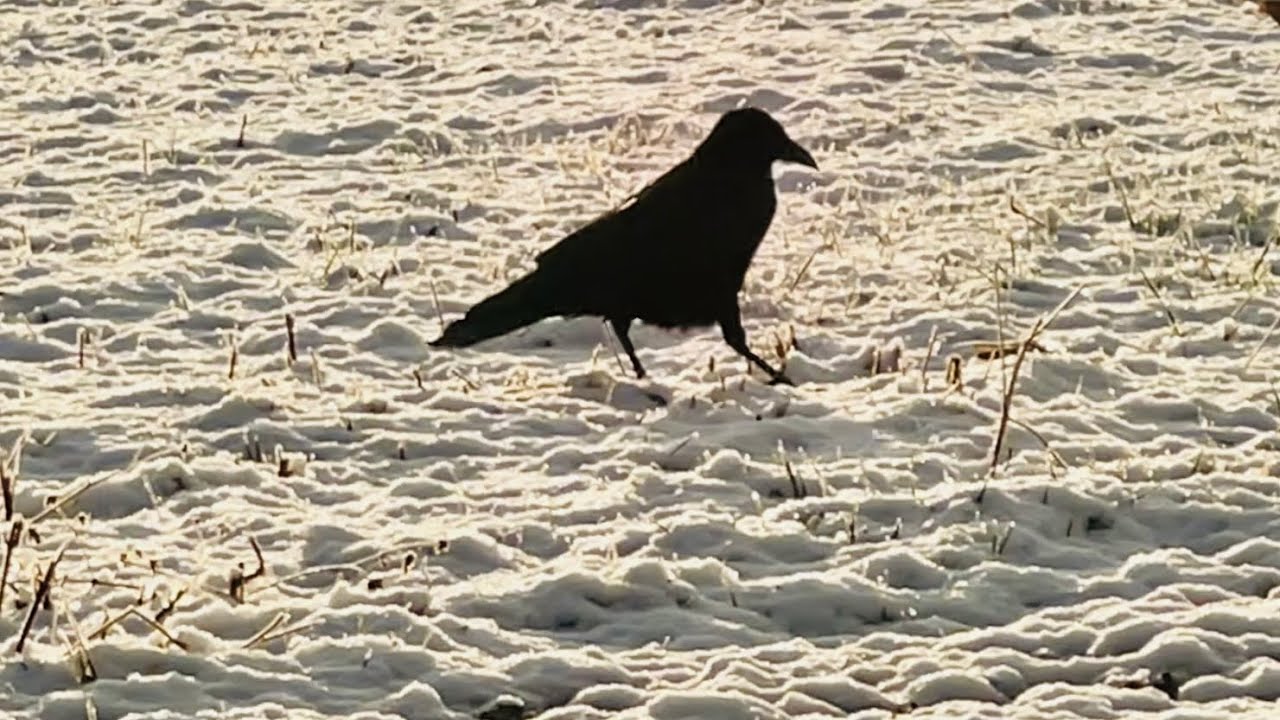 ❄ 🍏📌 2026年3月1日 crow