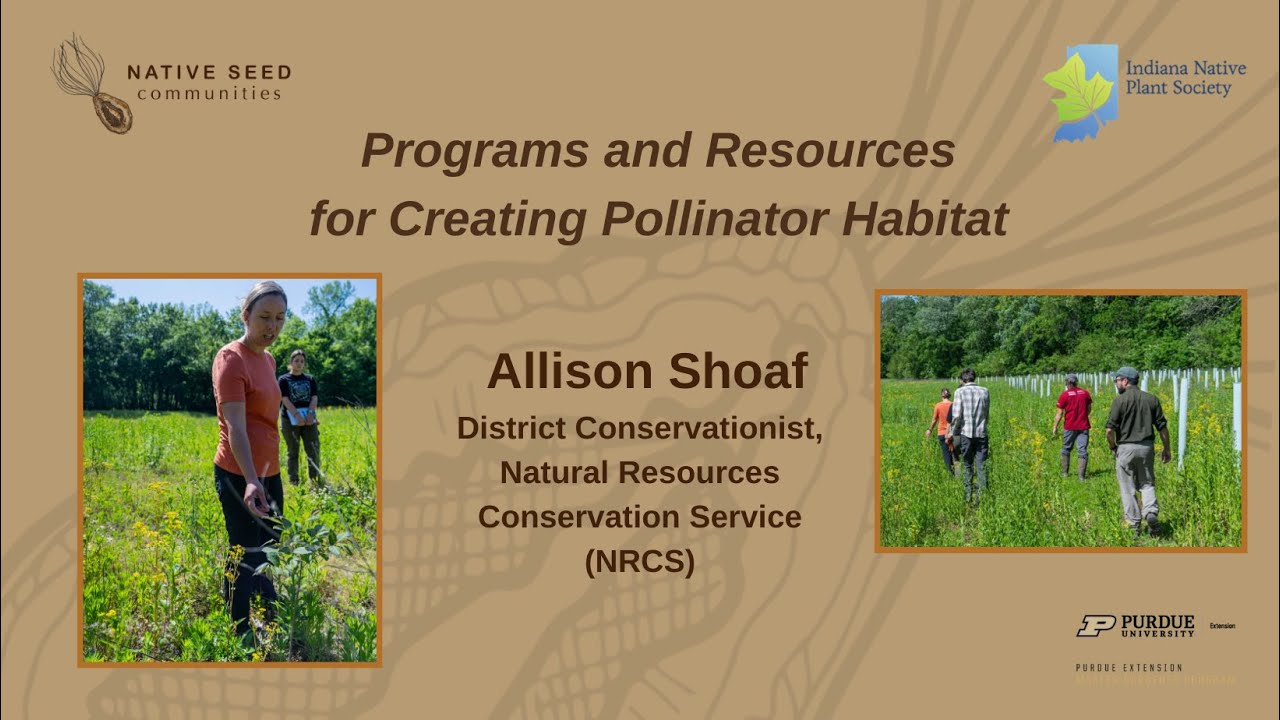 Programs & Resources for Creating Pollinator Habitat with Allison Shoaf