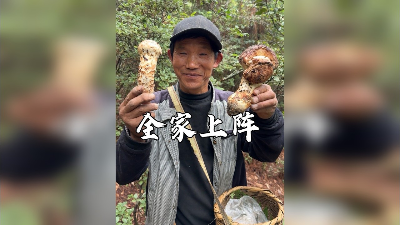 看看一家三口一起采松茸的效率有多高