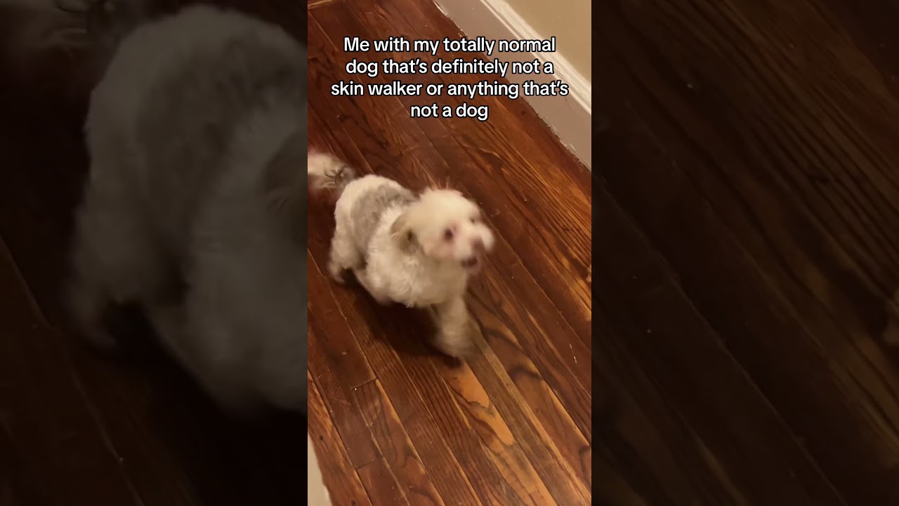 Just a normal dog no skinwalker here #dogs #creepy #skinwalker